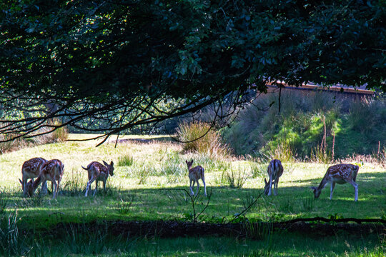 Harde de daims &agrave; l'ombre dans la prairie