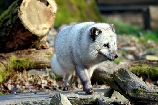 renard