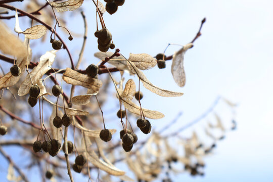Dry Seed Pods and Translucent Winged Leaves Hanging from Thin Autumn Branches