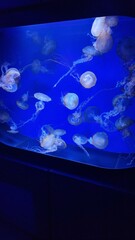 jellyfish © Yevhen