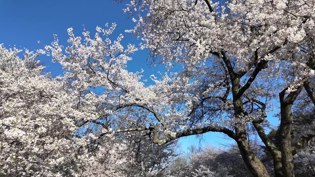 Dynamic left pan across blooming Yoshino cherry trees under blue sky, Branch Brook Park, New Jersey