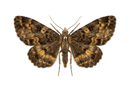 Brown patterned moth with pin top view isolated. Vintage entomology specimen.
