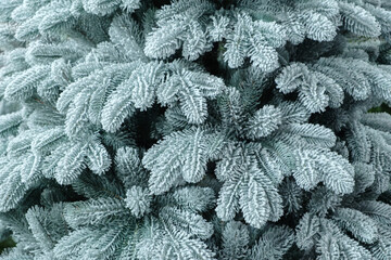 close-up of bright green spruce branches with frosted needles.  fresh, detailed texture showcases the natural growth of the forest. holidays and outdoor recreation. Textured Christmas background © Aleksandr Matveev