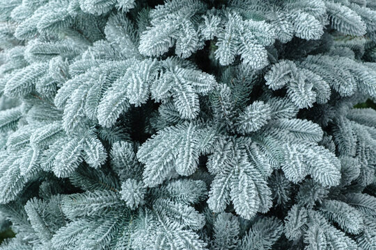 close-up of bright green spruce branches with frosted needles.  fresh, detailed texture showcases the natural growth of the forest. holidays and outdoor recreation. Textured Christmas background