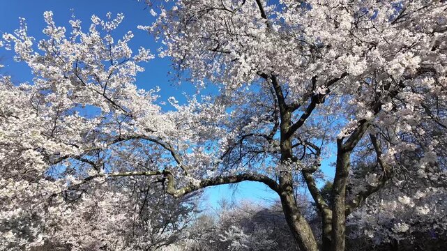 Smooth cinematic push-in to white Yoshino cherry blossom clusters