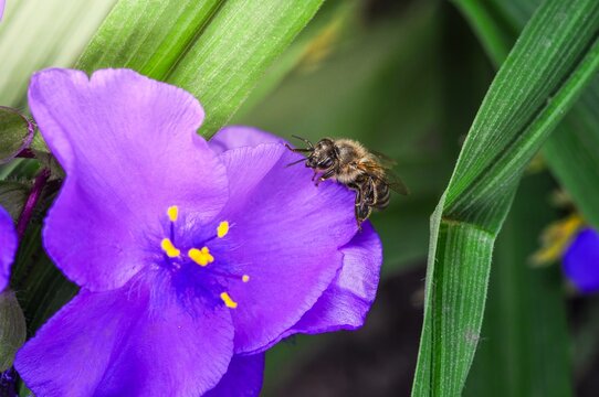 Close-up of a bee collecting nectar from a vibrant purple spiderwort flower in the garden