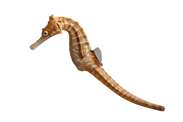 Naklejka premium Seahorse swimming with transparent background, showing marine life and aquatic creature in ocean environment