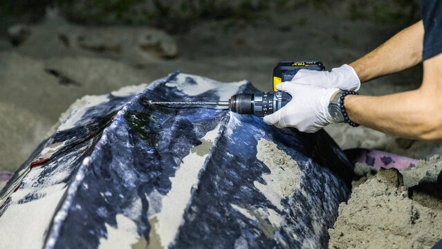 Leatherback turtle ( Dermochelys coriacea ) on a nesting beach in Indonesia