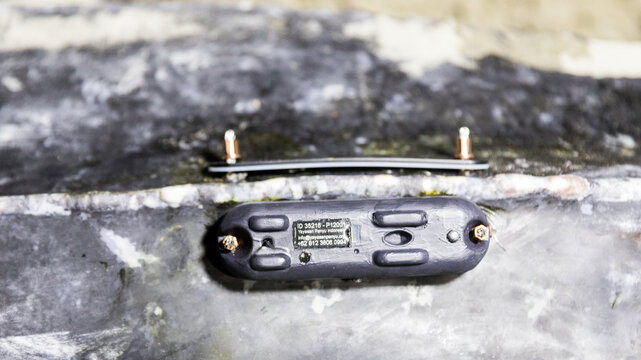 Leatherback turtle ( Dermochelys coriacea ) on a nesting beach in Indonesia