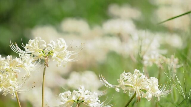 秋の公園や花壇を彩るヒガンバナのある風景。シロイヒガンバナ。自然風景素材。