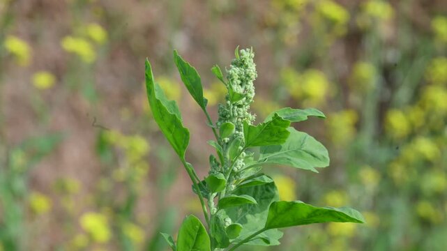 Chenopodium album plant. It&nbsp;is a fast-growing&nbsp;annual plant&nbsp;in the&nbsp;flowering plant&nbsp;family&nbsp;Amaranthaceae. Its Common name is&nbsp;lambs quarters,&nbsp;melde,&nbsp;goosefoot,&nbsp;wild spinach&nbsp;and&nbsp;fat hen. Leafy Greens.
