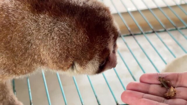 Video of an Asian man feeding a Slow Loris (Nycticebus menagensis) with crickets (Gryllidae).