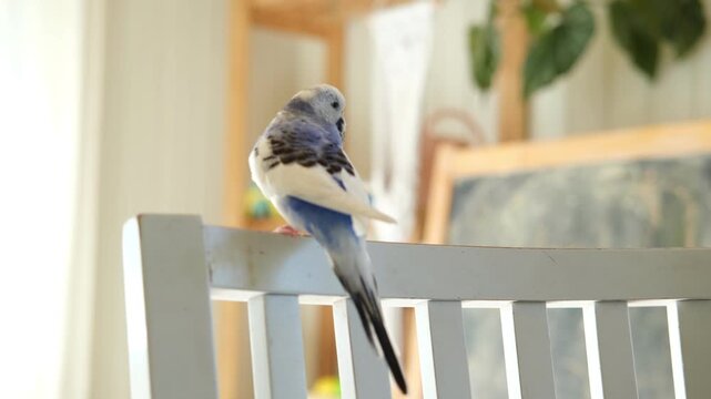 Blue white budgie perched on armrest, quiet indoor portrait of tame parakeet showcasing speckled plumage and delicate beak, soft neutral background, closeup resting pose conveying companion bird vibe