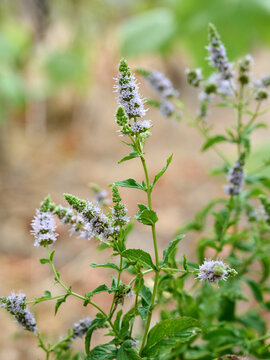Blooming Horse Mint (Mentha longifolia) in a summer field.
