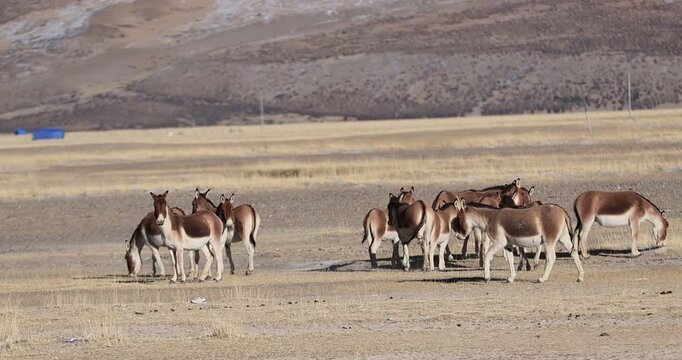 Equus kiang in high altitude grassland