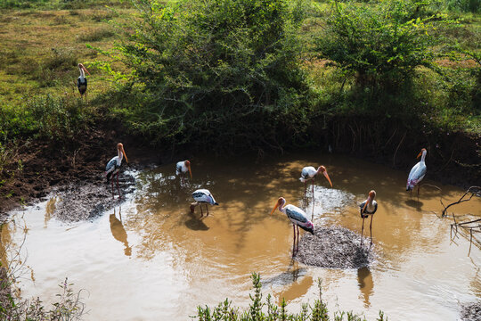 Wild painted storks wading in water at Sigiriya Sri Lanka safari