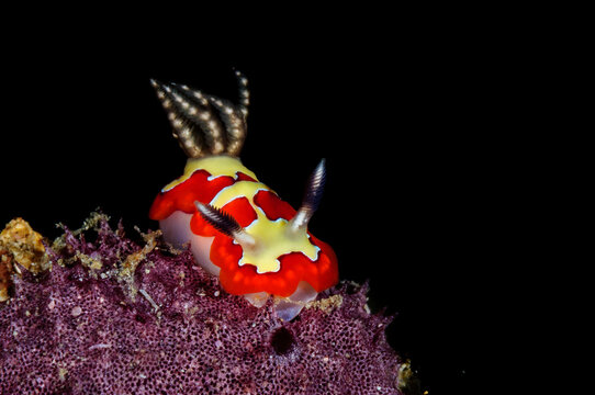 Goniobranchus fidelis nudibranch on purple sponge in Lembeh Strait
