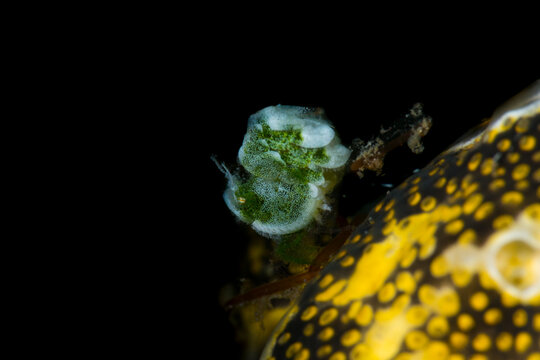 Green algae shrimp Phycocaris on coral in Lembeh Strait Indonesia