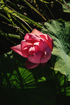 Pink lotus flower close up in natural sunlight with green leaf