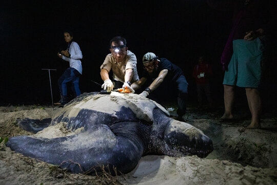 Leatherback turtle ( Dermochelys coriacea ) on a nesting beach in Indonesia