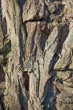 Baumrinde, Borke mit Schatten, Holztextur, Hintergrund, Deutschland