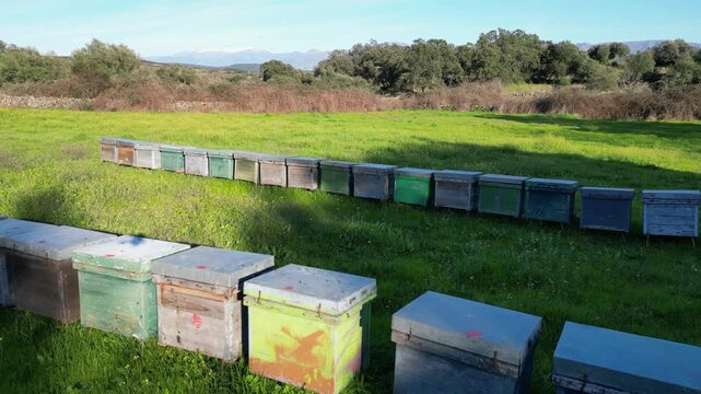 Aerial view of a curved row of colorful beehives arranged in a green meadow surrounded by oak woodland in the Spanish countryside.