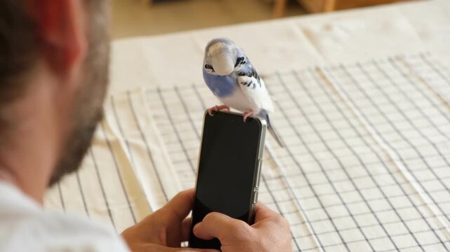 Budgerigar playing with handsome man. Cute Budgie. Funny blue purple parakeet sitting on smartphone. Domestic Animals and gadgets. Pet and phone. Friendship, relationship with Pets. Humor. Technology