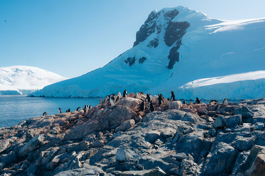 View of penguins gathering on rocky outcrops, contrasting with the stark white snow-covered mountains and the blue ocean, Two Hummock Island, Antarctica.