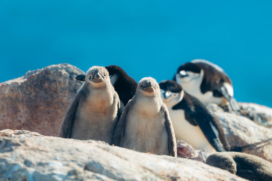 View of fluffy, gray penguin chicks huddle together on rocky terrain, with adult penguins in the background against the deep blue sky, Two Hummock Island, Palaver Point, Antarctica.