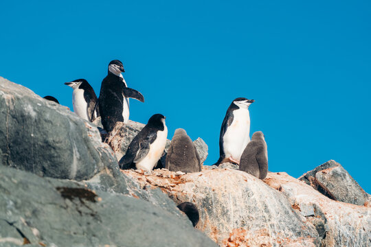 View of chinstrap penguins standing on the rocky terrain with their fluffy chicks under the vast blue skies, Two Hummock Island, Palaver Point, Antarctica.