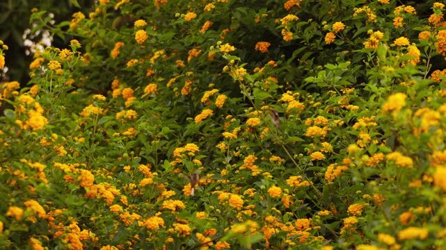 Static shot captures two male Cora hummingbirds fighting for territory around Lantana flowers. They fly rapidly, hovering and chasing, with bright yellow blooms and green foliage