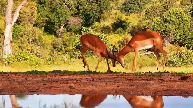 Two male impala antelopes lock horns while sparring at a watering hole.
