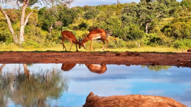 Two wild impalas spar on the banks of a watering hole with clear reflections.