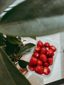 Fresh red strawberries in small box on windowsill with plant