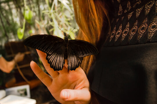 Black butterfly mormon papilio memnon resting on woman hand 
