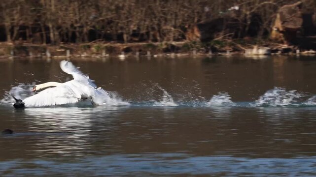 The Mute swan, Cygnus olor is a species of swan and a member of the waterfowl family Anatidae. Here swimming on a lake.