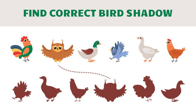 Children educational and attention play with cartoon birds. Find correct bird shadow. Connect goose, duck, owl, chicken, pigeon with corrects shadows, vector template