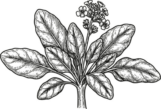 Botanical illustration of borage plant with detailed large leaves and small clustered flowers