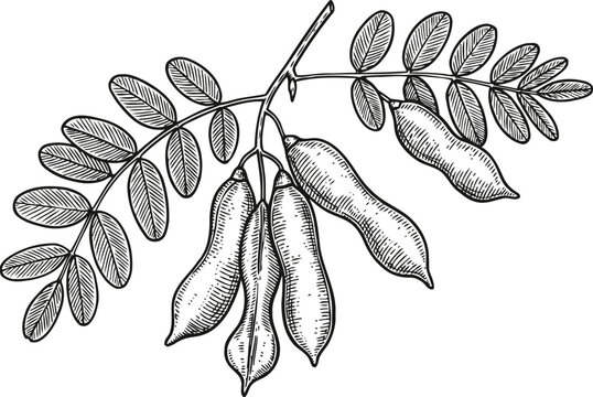 Hand drawn tamarind branch with leaves and pods detailed botanical vintage fruit illustration