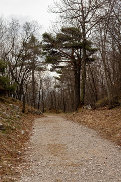 Mountain trail surrounded by tree osn Mount Soprasasso, known as Sorasass in dialect, above the city of Trento, in Trentino
