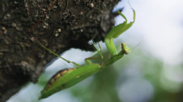 Close up Green praying mantis Mantis religiosa.