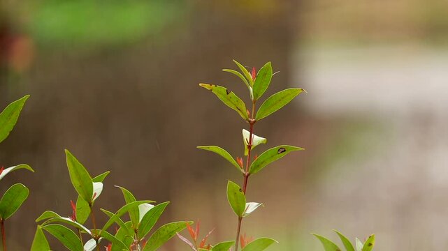 Close-up of a young green plant with fresh new leaves and small shoots, captured during light rain. The soft blurred background creates a calm atmosphere, highlighting growth, freshness