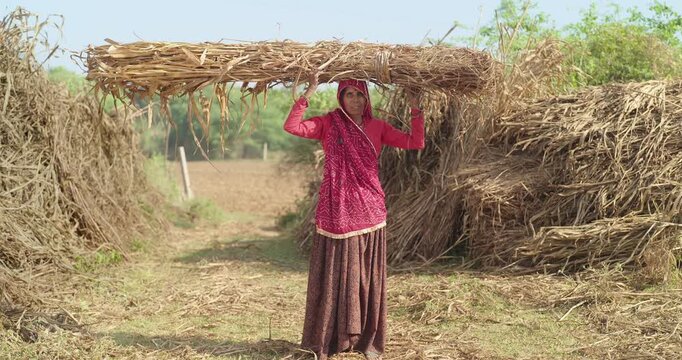 Indian mature adult farmer woman lady carrying dry grass on head standing look cam ground rural area. happy older female do farm field hard work hold wheat bunch bundle crop enjoy day place