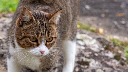 Portrait of a European tabby cat in the countryside © EMILIA