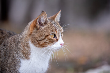 European tabby cat posing in nature © EMILIA