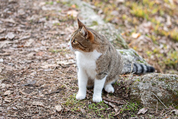 Tabby cat with an M-shaped marking on its forehead © EMILIA