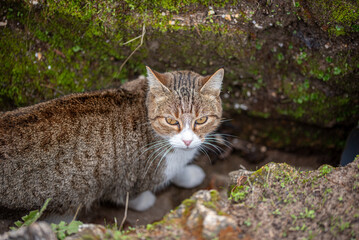 European tabby cat posing in nature © EMILIA