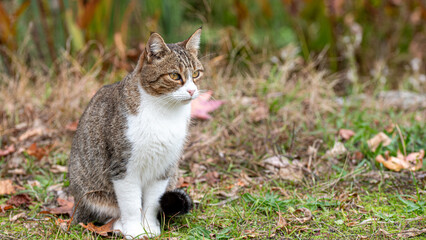 Tabby cat with an M-shaped marking on its forehead © EMILIA