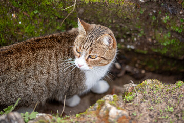 Tabby cat with an M-shaped marking on its forehead © EMILIA