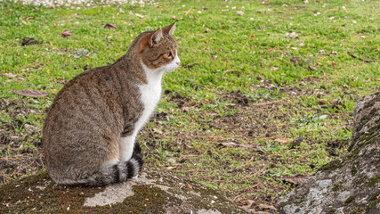 Portrait of a European tabby cat in the countryside © EMILIA